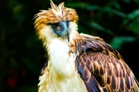 Birds of a feather